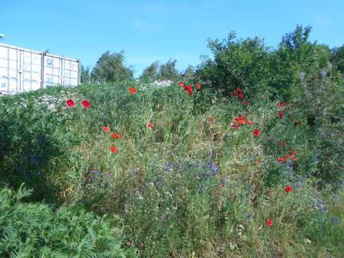 Blumenhuegel im Juni