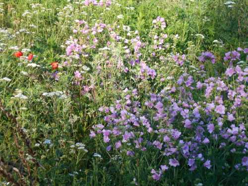 Violette Blueten 2019