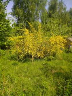 Ginster