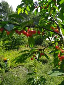 Kischen im Baum